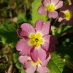 Pink primrose (© Amanda Marks)