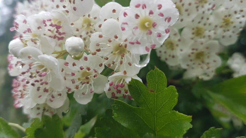 Hawthorn blossom (© Amanda Marks)