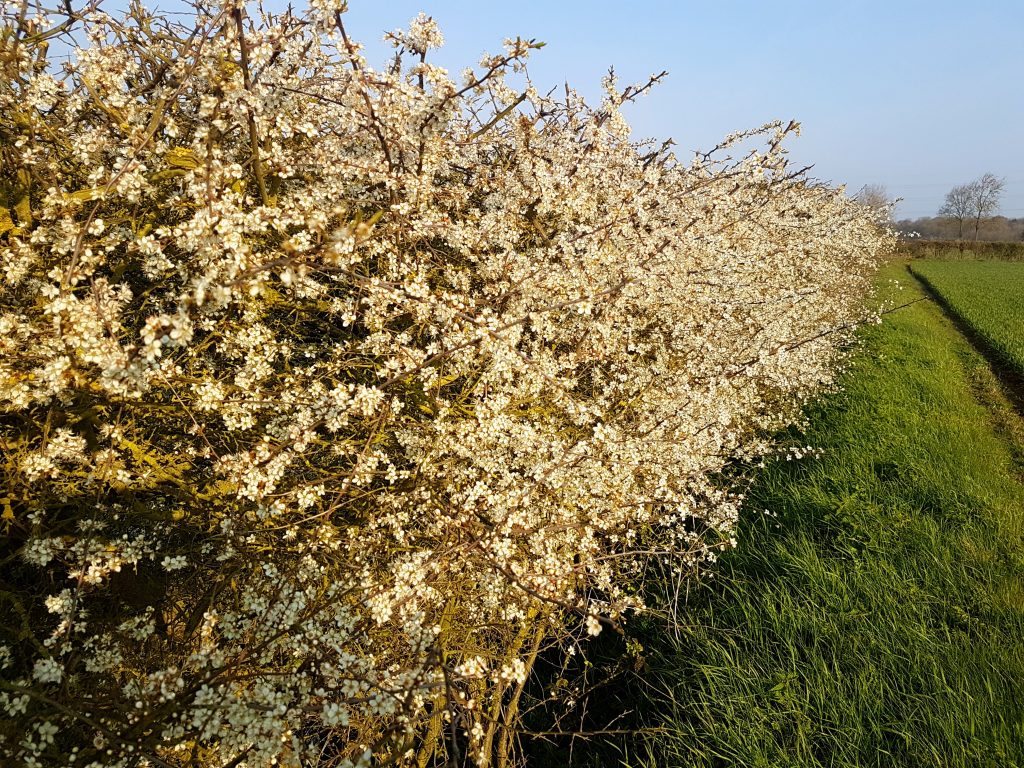 Blackthorn hedge (© Amanda Marks)