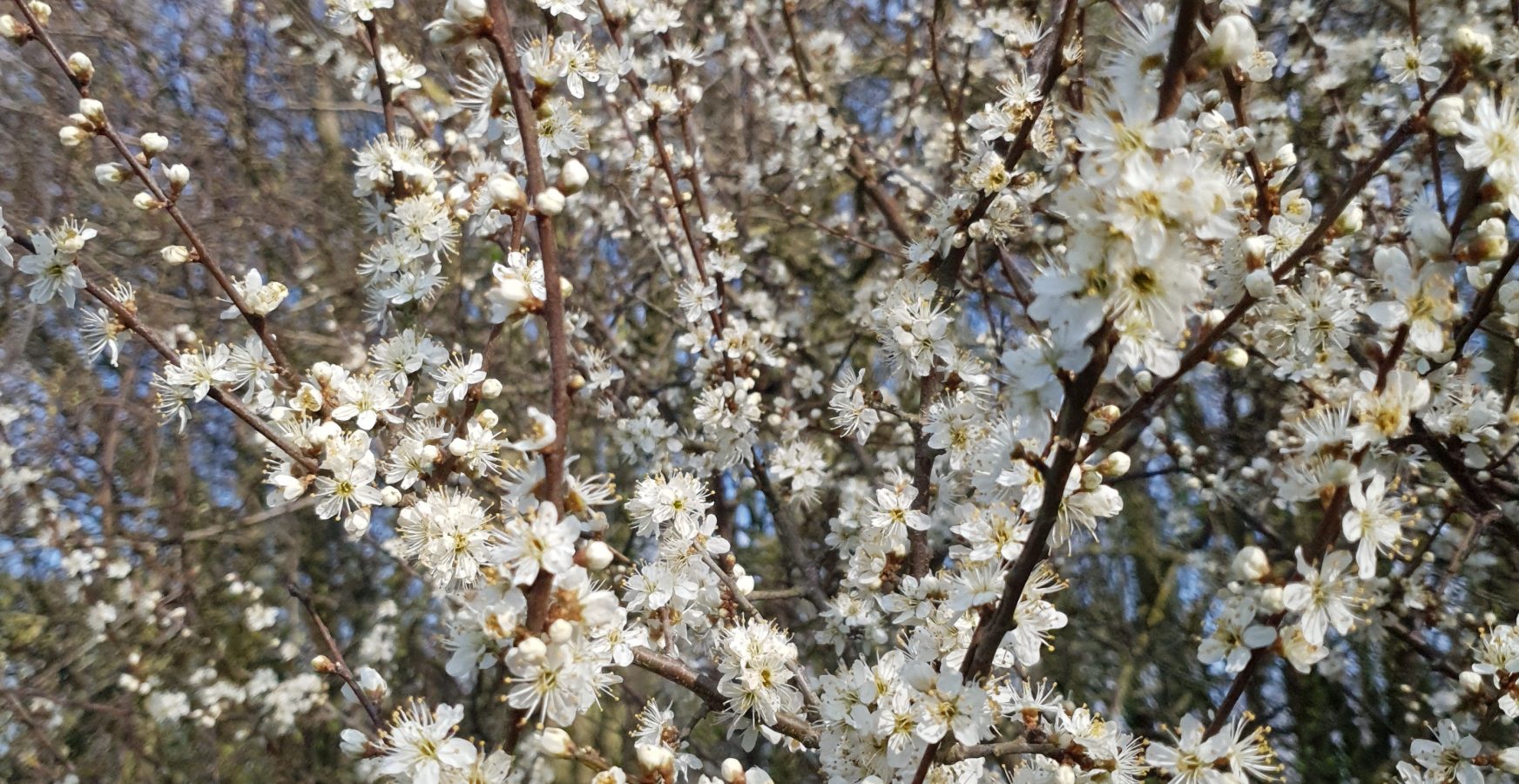 Blackthorn blossom (© Amanda Marks)