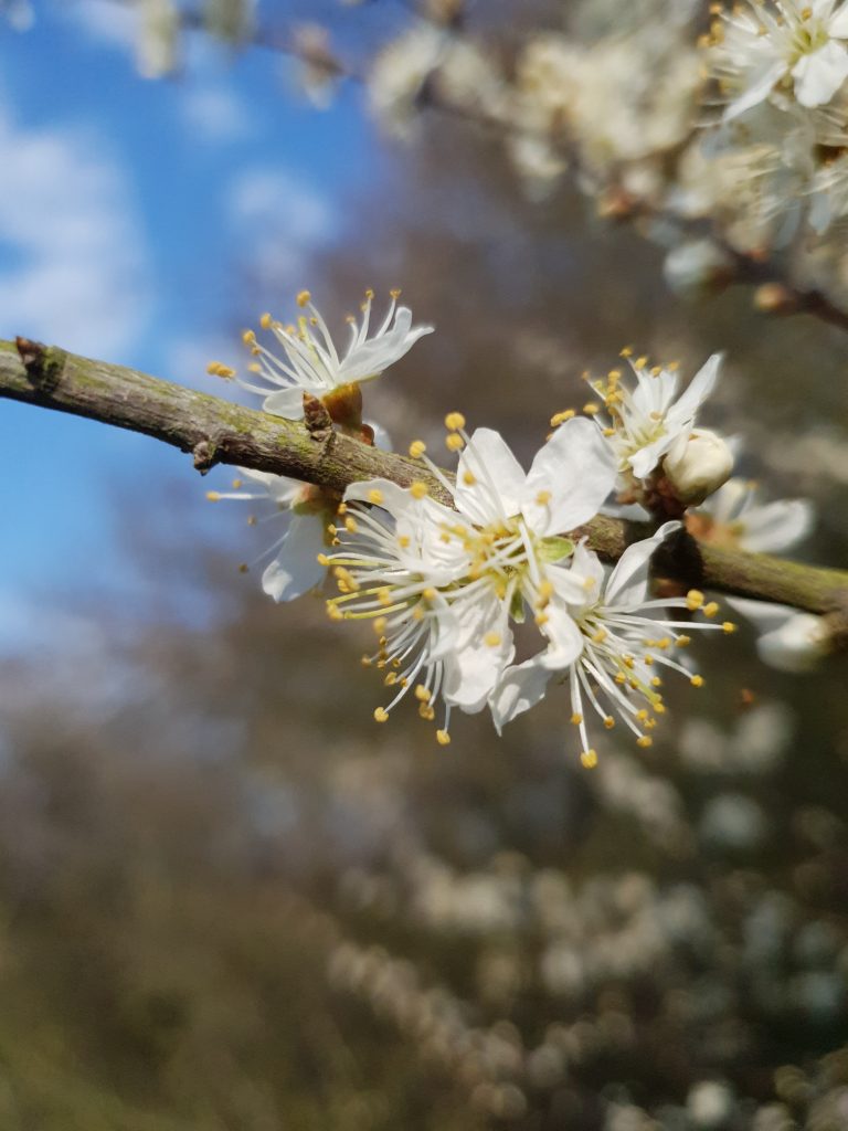 Blackthorn blossom (© Amanda Marks)