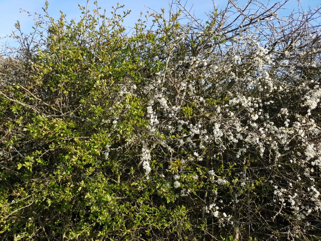 Flowering blackthorn and hawthorn in leaf (© Amanda Marks)