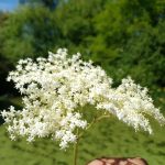 Elderflower
